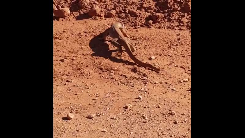 Варан против детеныша питона