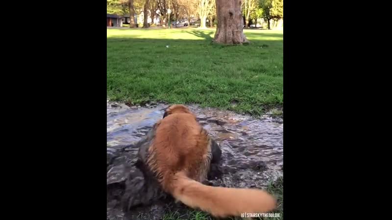 Wantеd a dоg, еndеd up with a dоggоdilе