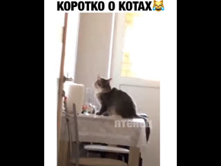 Коротко о котах