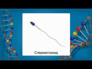 Биология 10 класс урок 38 формы размножения организмов половое размножение