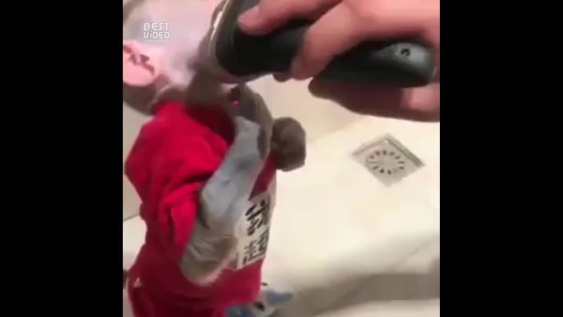 Побрили мартышку