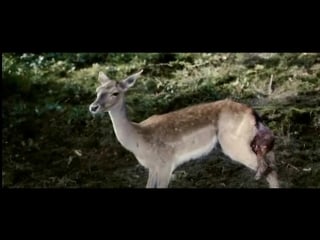 Lars von trier the cramps mashup nsfw from taina rei