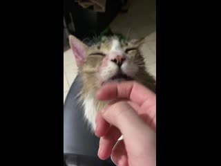 After a while of a cone, open wounds, and scabs covering his face and all of chin/neck this little boy finally got his first eve