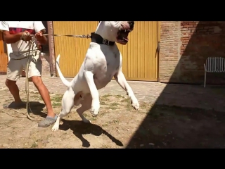 Varro e attius, 2 mesi cuccioli dogo argentino [#аргентинскийдог]