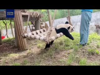 Панды развлекаются на площадке