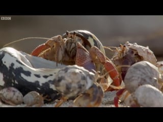 Amazing crabs shell exchange life story bbc