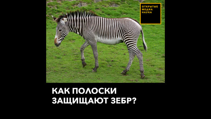 Как полоски защищают зебр?