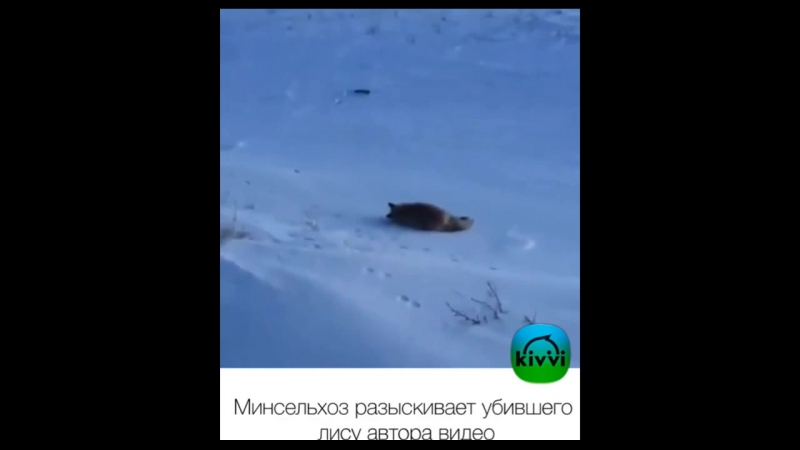 Казахстанец забил лису битой