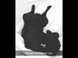 🐰jessica vill🐰 on instagram "after some bubbly and a marathon of @leonardodicaprio movies in celebration for "