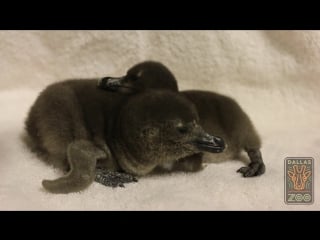 Meet dallas zoos two new penguin chicks