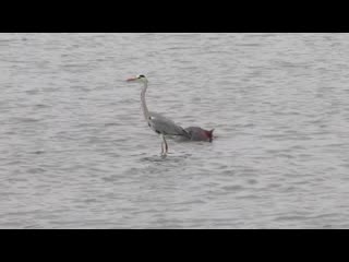 Grey heron surfs on a hippo