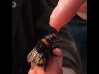 Шмель пьет сладкую водичку