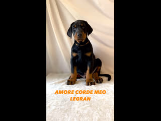 Amore corde meo legran