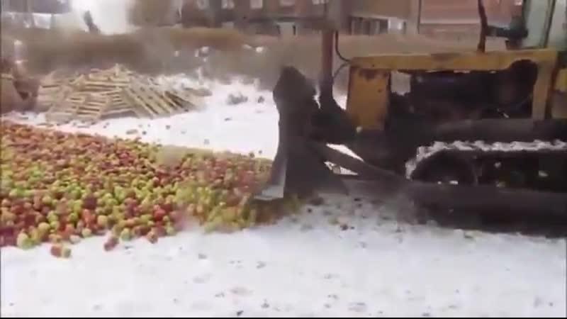 Яблоки на снегу