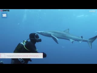 "поцелуй" акулы и дайвера попал на видео l diver comes face to face with a shark and it kisses him