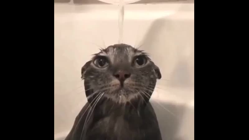 Карась моется