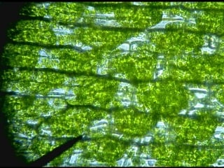 Elodea cells in an hypertonic environment