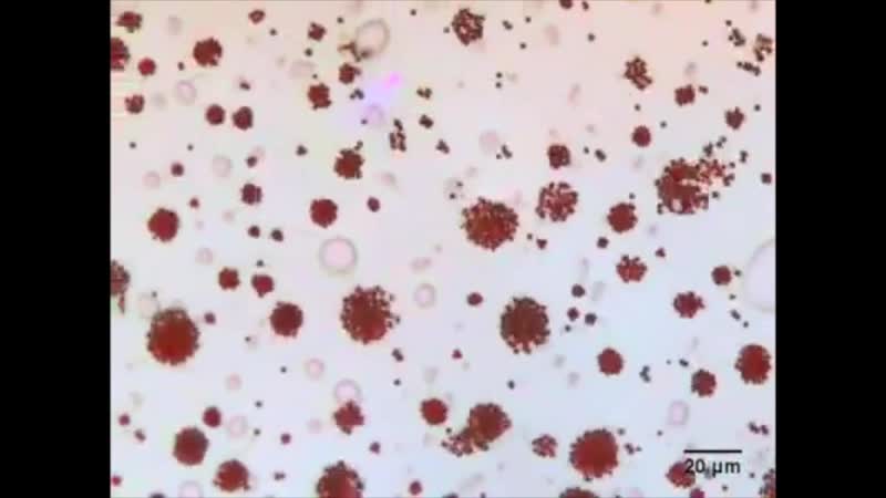 Микророботы движутся, как муравьи и рыбы