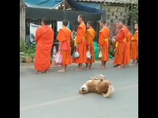 A very enlightened porn dog is full of joy as monks in a laos temple stop for prayer