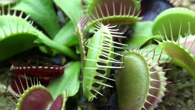 Хищные растения лучшее (carnivorous plants)
