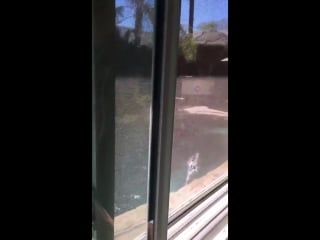 A hornets nest was threatening this guy bbq so he took the nest and dove into the pool with it