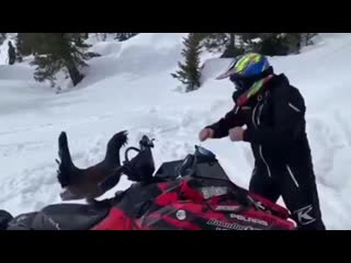 Наглый глухарь