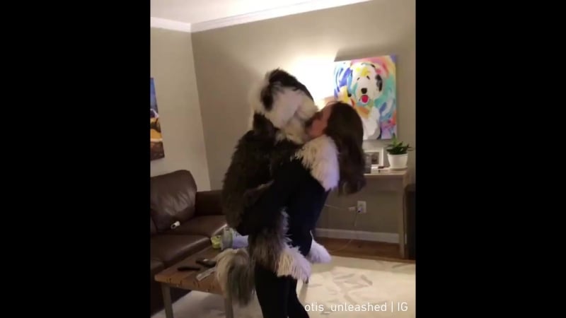 Любвеобильный песик