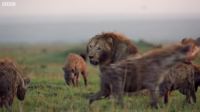 Гиены загнали в угол льва, но ему помог брат