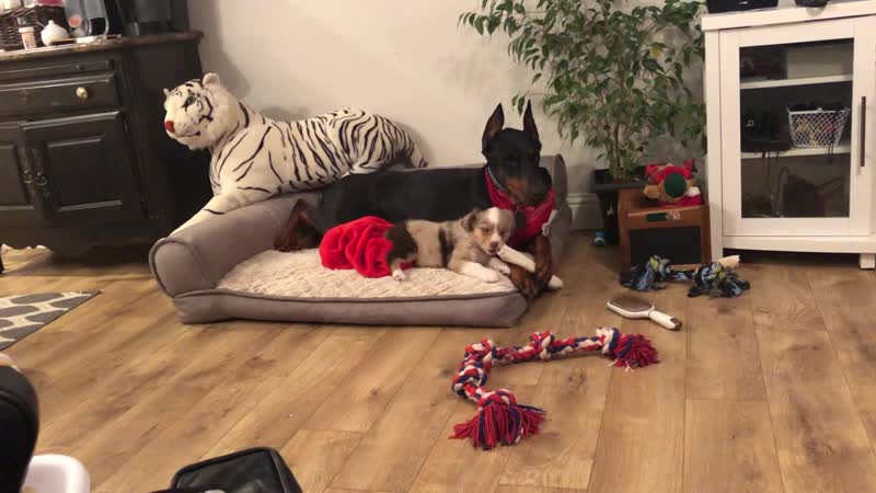 Video proof of my doberman holding up a chew bone for my mini aussie