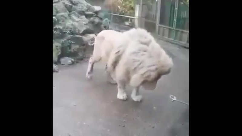 Божечки кошечки