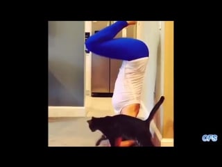 Cats and dogs interrupting yoga compilation cfs