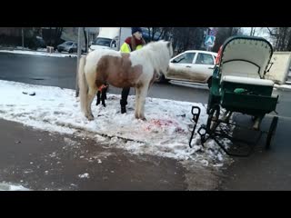 В одном из районов подольска пони попал под колеса автомобиля водитель не пропустил гужевую повозку