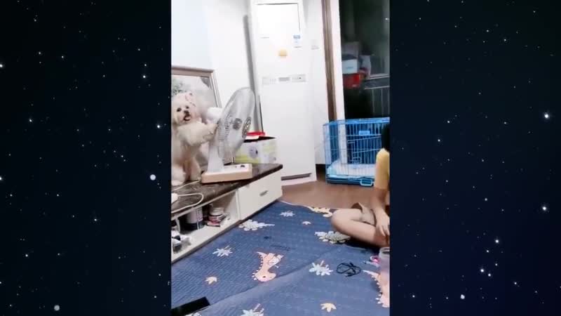 Умный пёсель