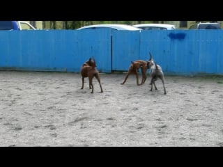 Thai ridgeback greta and amalia and brus 2