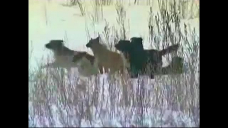 Зоолохотрон 3 откуда берутся догхантеры