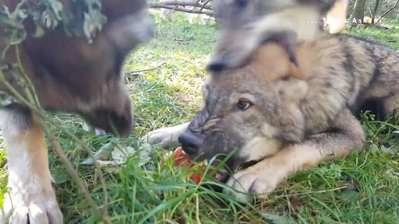 Волки и яблоко