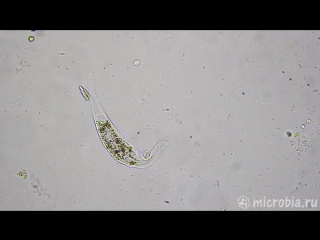 Litonotus cygnus feeding инфузория литонотус питается