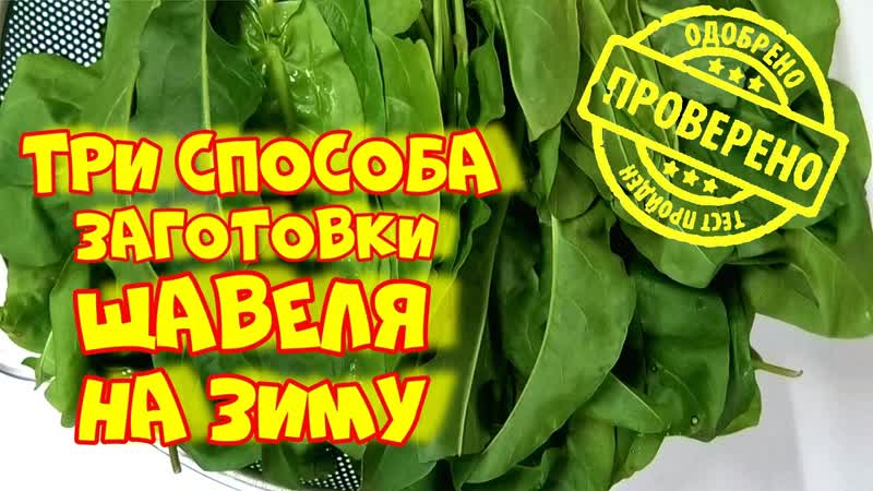 Мои три самых лучших способа заготои щавеля на зиму зелень на зиму для борща и пирогов