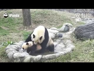 Мама панда усердно умывает её детёныша / cute!panda mom porn her baby bathing