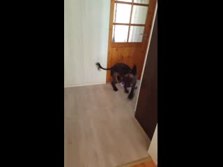 Лаврик бежит с игрушкой