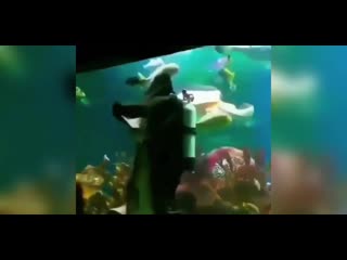 Танец с акулой (vhs video)