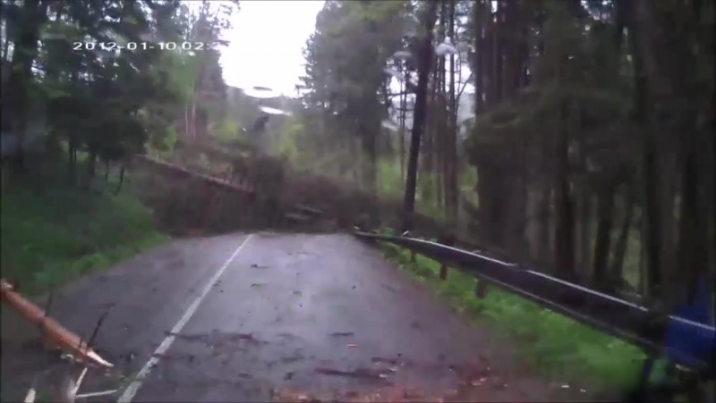 Массовый завал деревьев на лесной дороге