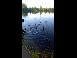 Vid 20200923 095554 mp4