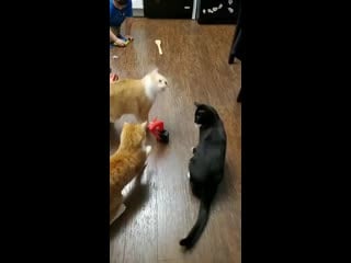 Wacky waving inflatable tube guy