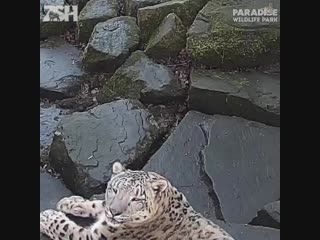 Snow leopard freaks out when it notices a new camera in its enclosure