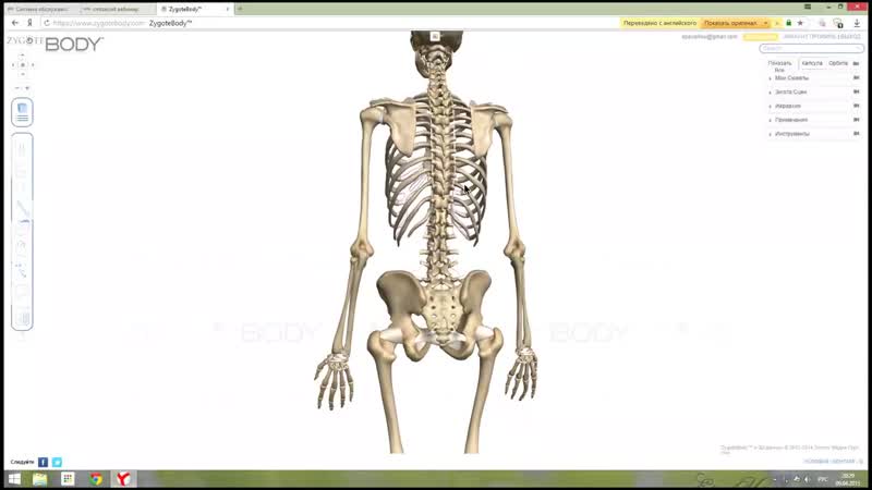 Sls тема «целостная анатомия костей и мышц остеопатия в массаже