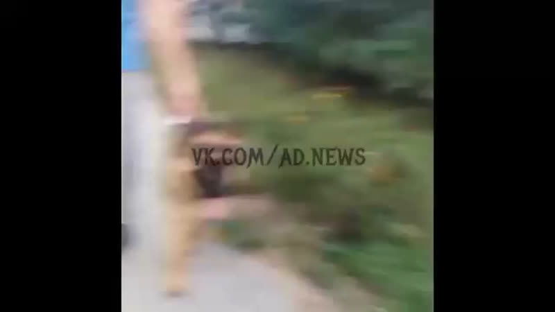 В новгороде девушка доебалась до прохожих с молодые за то, что псина гуляла без поводка