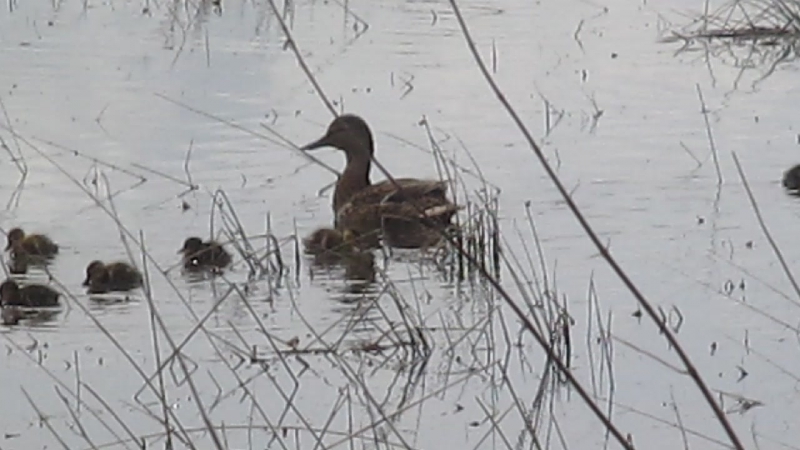 Маму уточку и деток выпустили на озеро)