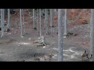 Ansitz auf braunbär und rotkahlwild brown bear hunt in slovenia part i