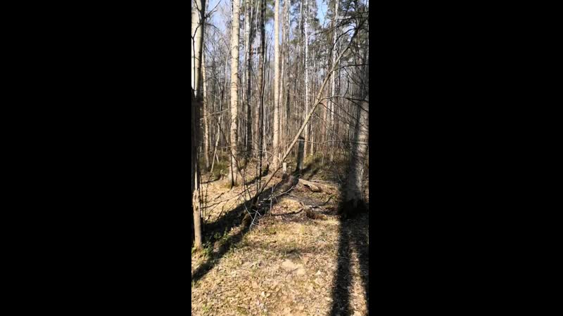Video by merri gibbs